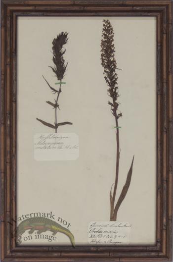 Herbarium BbF 21